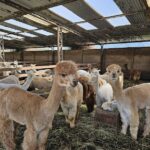 VISIT ALPACA FARM