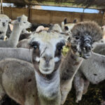 VISIT ALPACA FARM