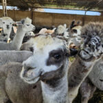 VISIT ALPACA FARM