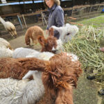 VISIT ALPACA FARM