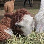 VISIT ALPACA FARM