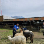 VISIT ALPACA FARM